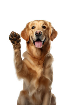 Golden retriever paw hot sale