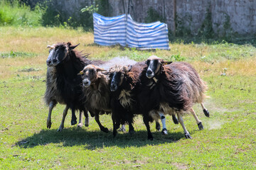 Obraz premium a small herd of wools sheep running fast in the meadow