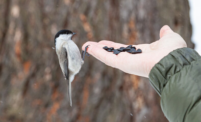 Feeding tits with hand in the park in winter. A small bird eats seeds from the hand. Seeds lie on the hand and a small bird sits. Bird watching. Tit. chickadee, parus montanus.