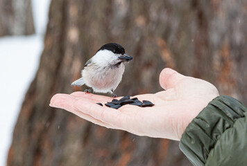 Feeding tits with hand in the park in winter. Small bird eats seeds from hand. Seeds lie on hand and a small bird sits. Bird watching. Bird holds a seed in its beak. Tit. chickadee, parus montanus.