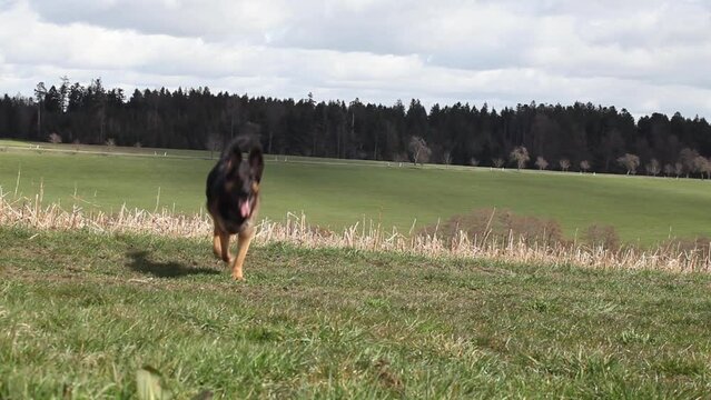Hund im Training lernt Kommando. Deutscher Sch&auml;ferhund rennt frontal