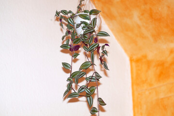 Zebrakraut (Tradescantia zebrina), Dreimasterblume Ampelpflanze