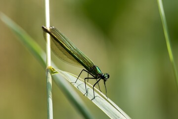 damselfly