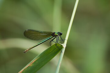 damselfly