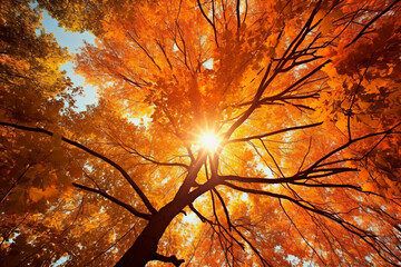 Autumn sun shining through the tree canopy