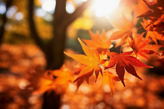 Beautiful bunch of maple leaves in autumn sunny day in foreground and blurry background