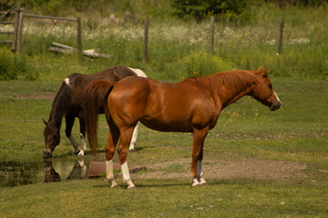 Chestnut Coat Colour Senior Mare in Heat with Tail Lifted Near Buckskin Gelding Drinking Water out of Stream with Green Grass Rural Farm Background