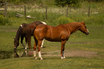 Naklejka na ściany i meble Chestnut Coat Colour Senior Mare in Heat with Tail Lifted Near Buckskin Gelding Drinking Water out of Stream with Green Grass Rural Farm Background