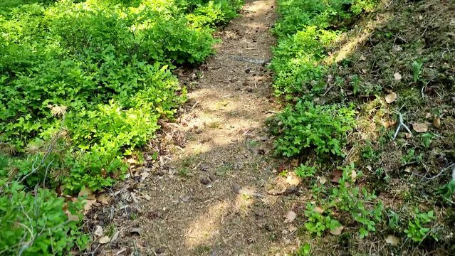 Hiking to the Pfaffenstein summit with a summit cross in the Bavarian Forest in Bavaria Germany