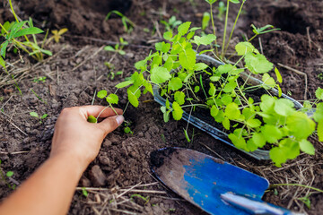 Transplanting foxglove seedlings into soil in summer garden using shovel. Growing flowers from seeds. Digitalis