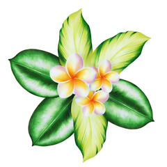 Watercolor realistic tropical bouquet illustration of plumeria flowers with leaves isolated on white background. Beautiful botanical hand painted frangipani. For designers, spa decoration, postcards, 