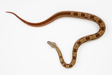 Boa Constrictor Imperator on White Background - Exotic Reptile Snake Stock Photo