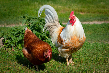 White rooster and red hen on green grass