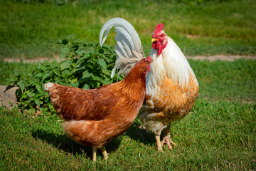 White rooster and red hen on green grass