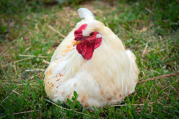 A white rooster walks around the village