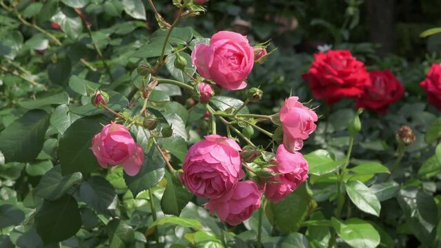  beautiful small cold pink color roses blossom bush in garden .  sunny day