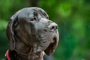 Portrait of Great Dane, one of the largest breeds in the world.