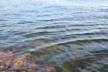 Close-up of seashore in the archipelago in Finland in summer