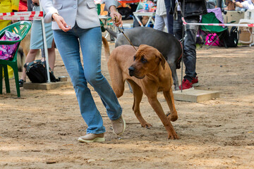 Tosa Inu (also called Tosa Ken and Japanese Mastiff) at a dog show