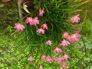 Pink Mountain Lilly 