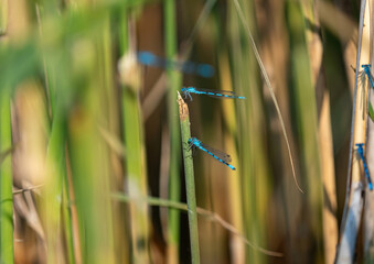Several horseshoe azure maiden dragonflys closeup at summer in thuringia