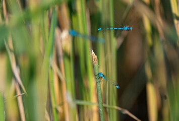 Several horseshoe azure maiden dragonflys closeup at summer in thuringia