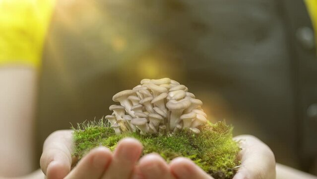 Oyster mushrooms grow in the hands of a girl farmer in a fartura. Growing oyster mushrooms rising time lapse 4k footage. Sprouting Oyster Mushroom. Fungus shirataki accelerated time-lapse