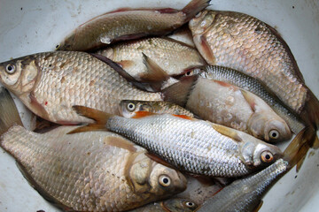 Fresh fish from fresh water