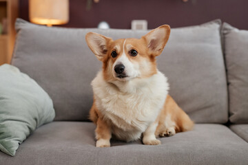 Full length portrait of cute welsh corgi dog sitting on comfy sofa in home interior, copy space