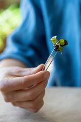 Woman hand holding small seedling rooted Pilea plant with tweezers for transplanting into soil...
