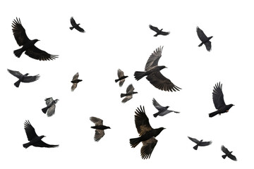 Flock of black birds flying over isolated transparent background