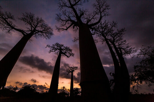 Silhouette of tall baobab trees under cloudy sky