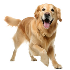 playful golden retriever isolated on transparent background