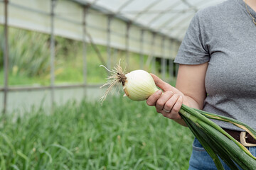 Crop anonymous woman showing green onion in greenhouse