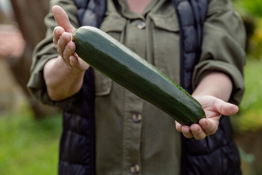 Crop person showing fresh zucchini in farm