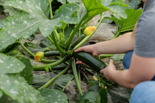Crop working grasping zucchini before harvesting in farm
