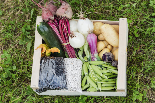 Fresh healthy vegetables in box on grassy field