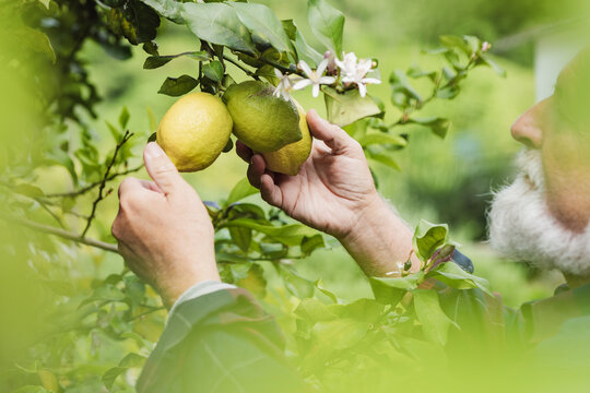 Senior man touching lemons on green leaves tree