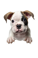 High angle view of adorable bulldog puppy over white transparent background