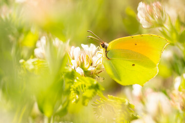 Cleopatra butterfly sitting on white flower