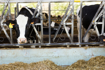 Group of cows eating hay in cowshed at dairy farm