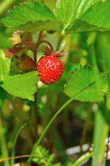 Ripe wild strawberry grows among green grass in summer