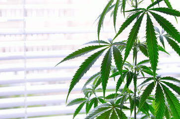 Young cannabis plants close up. Growing marijuana.