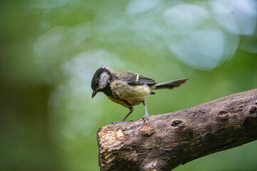 Great Tit