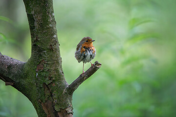 Robin