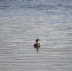 great crested grebe 