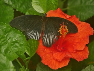 Schmetterling am Hibiskus im Schmetterlingspark Sassnitz Rügen © Clarini