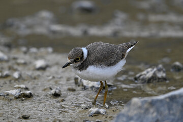 älteres Flussregenpfeifer-Küken // old Chic of the Little ringed plover (Charadrius dubius)