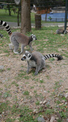 Lemur Grey white