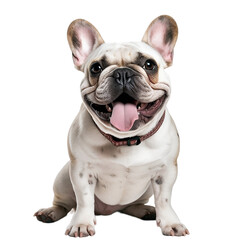 french bulldog isolated on transparent background